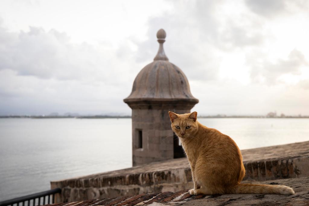 Stray cat sits on a wall in Old San Juan, Puerto Rico
