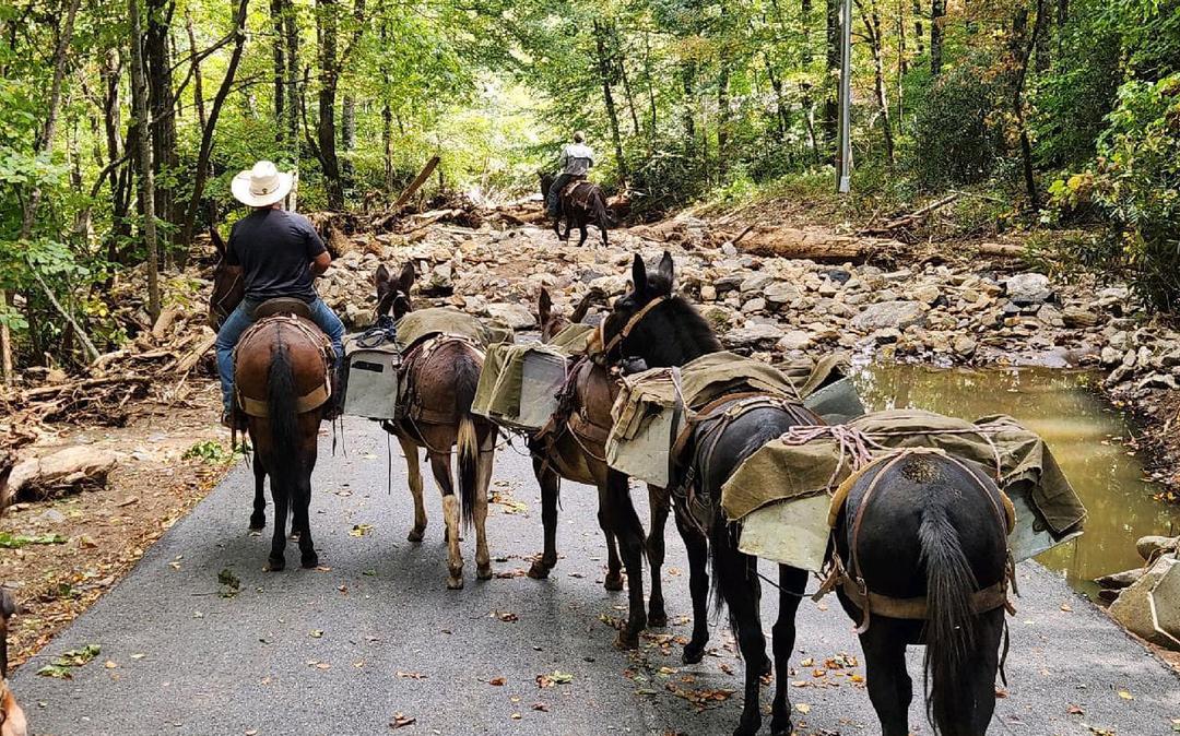 Mules head into woods over broken road and rubble