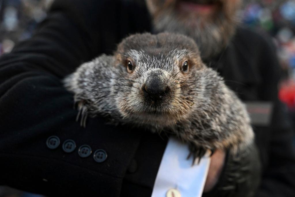 So How Did Humorous Totally-Unscientific Punxsutawney Phil Groundhog