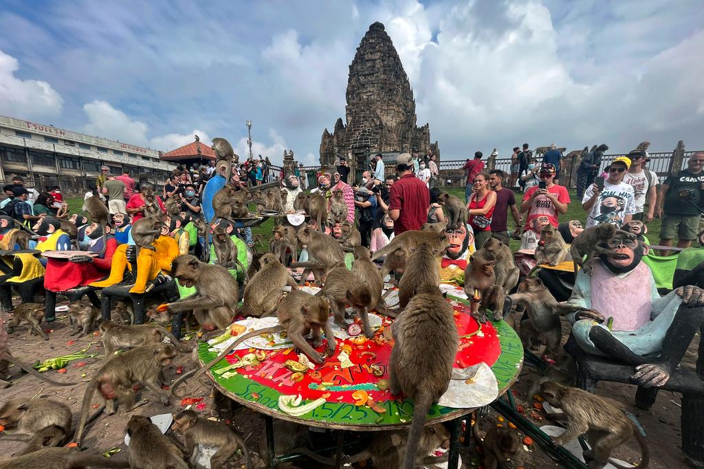 Thailand Ending Monkey Mayhem. Trying To Snatch Food, Protected Species ...